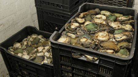 Abalone kingpin’s 18-year sentence welcomed by state