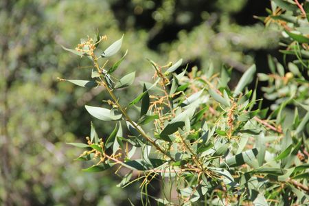 One in seven plants and animals in SA threatened with extinction, new report shows