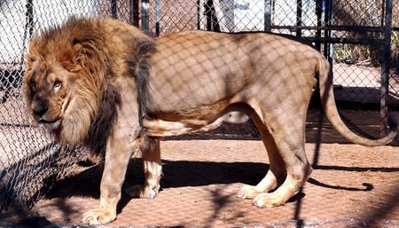 Op-Ed: Playing with words while captive lions die