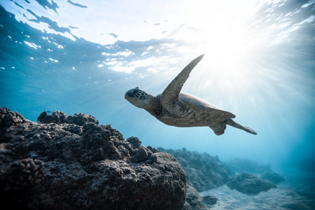 Sea turtle population in deep water as West Africa poaching and trafficking thrive unpunished