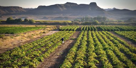 SA food price rises in 2024 likely to moderate for most products