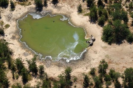 Botswana says toxins in water killed hundreds of elephants
