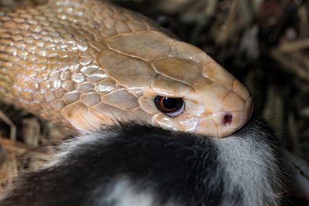 The exotic world of deadly poison