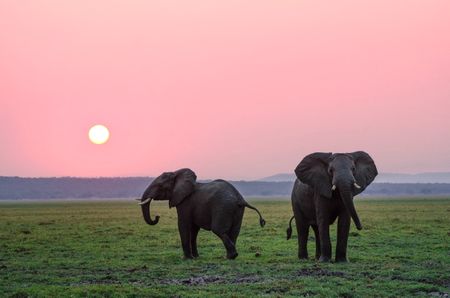 Early trauma affects an elephant’s ability to assess threat from lions – new research