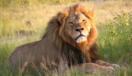 Driving nails into the coffin of Safari Club International