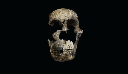 A small-brained relative is about to shake up our family tree