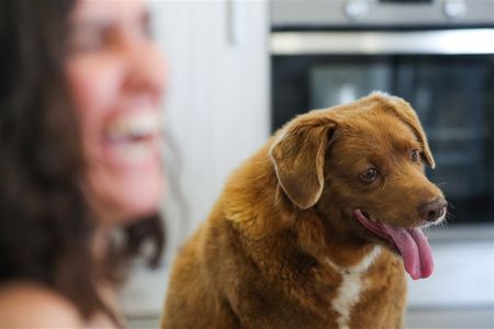 Bobi, the world's oldest dog, turns 31, and more from around the world