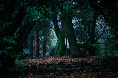 Uncovering an ancient subterranean society: Are plants using underground fungal networks to ‘communicate’?