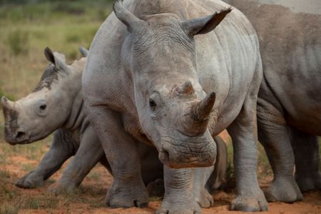Farmed rhinos will soon ‘rewild’ the African savanna