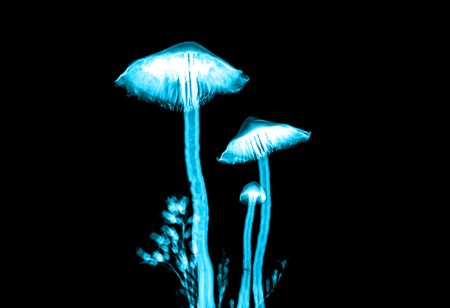 Magic mushrooms: Journeying into one’s psyche