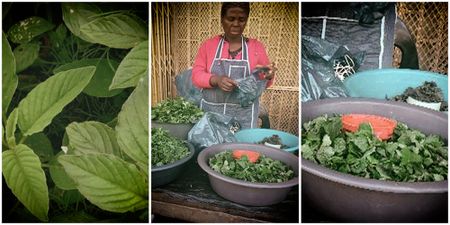 Indigenous foods study busts ‘poverty’ myth – they could help plug nutrition gap and control diseases