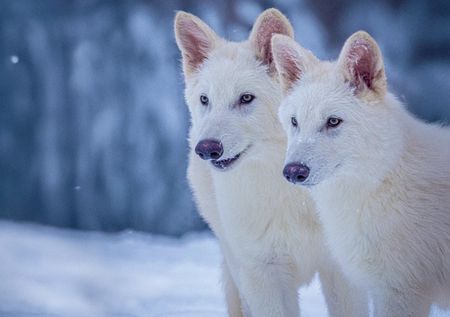 Resurrecting the dire wolf: Scientific breakthrough or misleading marketing stunt?