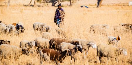 Smallholder farmers, the unsung heroes of agriculture, are helping to secure South Africa’s food future