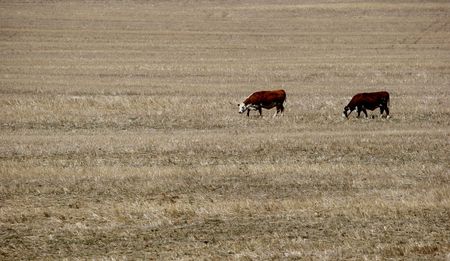 The Great South African Drought by numbers, but they just don’t add up