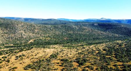 High CO₂ can upset the balance of trees and grass in savannahs — here’s what can be done about it