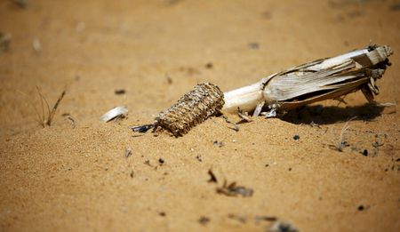 Analysis: The Politics of Great South African Drought