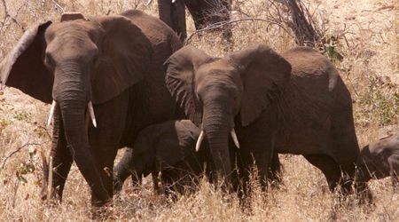 Zimbabwe suspects elephants died from bacterial infection