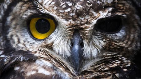 World Wildlife Day: Emotive and poorly informed campaigns could harm conservation efforts
