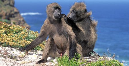SA in ground-breaking rethink on protection of biodiversity