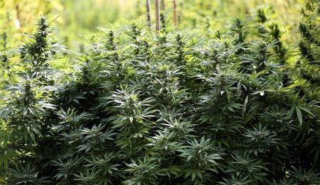 The Cannabis Chronicles: Marijuana activism scores, Big Pharma equalises