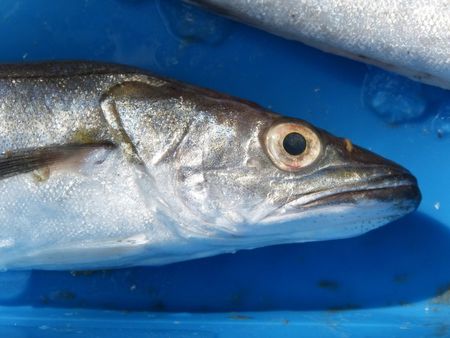 Fisheries department rots from the top