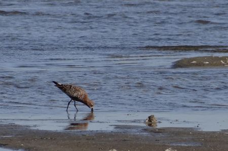 Migration in a time of war: A tiny bird’s mighty trek through Ukraine battle zones