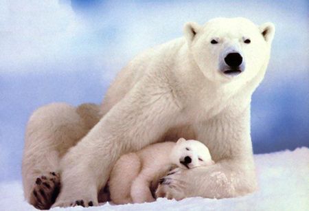 North Pole ice-free in ten years?