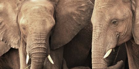 Elephants are not human — they are animals, and all animal populations need to be managed