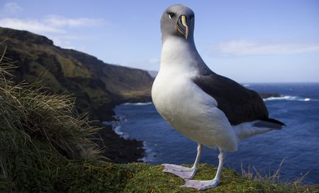Good news for seabirds – the days of the Marion Island mice are numbered if an eradication project gets off the ground