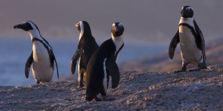 Restrictions placed on commercial fishing close to endangered African penguin colonies