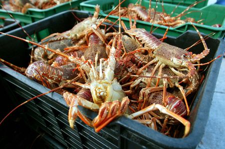 SA lobsters win in New York, not so much at home