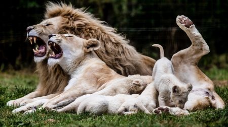 Kruger Lions: Hunting for Skye and the truth