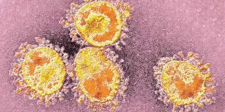 Virus literacy for beginners: Influenza and Covid-19