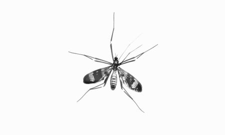 Male mosquitoes don’t want your blood, but they still find you very attractive