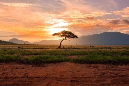 Building back nature is more complicated than just planting trees