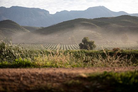 Klein Karoo olive estate wins big globally — again