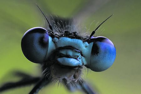 Goggas by the quadrillion — how bug scientists estimate how many insect species Earth has
