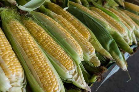 Amaizing Maize: We work hard for our African beer
