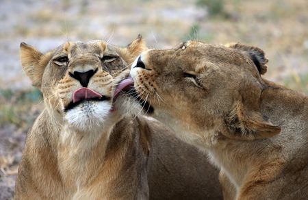 Lion bones back in the crossfire after breeders challenge sales ban