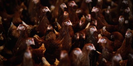 Astral celebrates ‘remarkable’ annual results despite government’s chickens coming home to roost