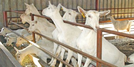 No sign of promised state funding for KZN farmers really gets their goat