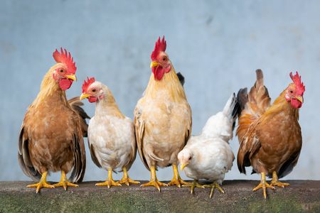 Daybreak Foods: Chicken producer hopes business rescue will hatch a turnaround