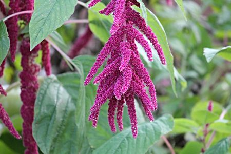 Why aren’t South Africans growing more indigenous crops?