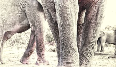 “So who actually looks after our elephants then?”