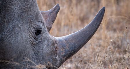 Saving rhinos is a litmus test for tackling organised crime and corruption in South Africa