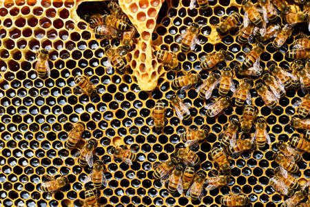 Sweet signs of the Secret Life of Bees