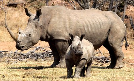 New tax incentive might be just what’s needed to save SA’s threatened species