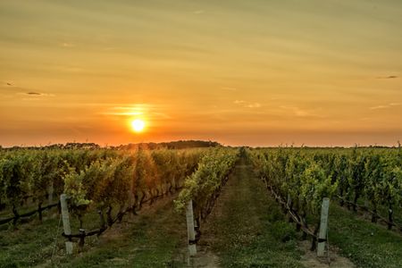 Sipping at a sustainable, growing trend