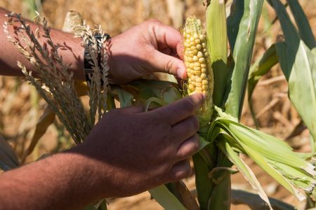 Hot summer forecast for SA extended to February, outlook remains dry for northeast