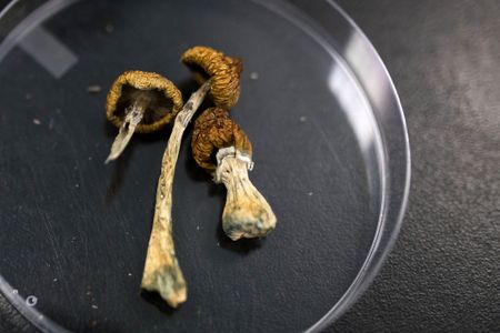 Entheogen journeys, next step: Decriminalisation of magic mushrooms